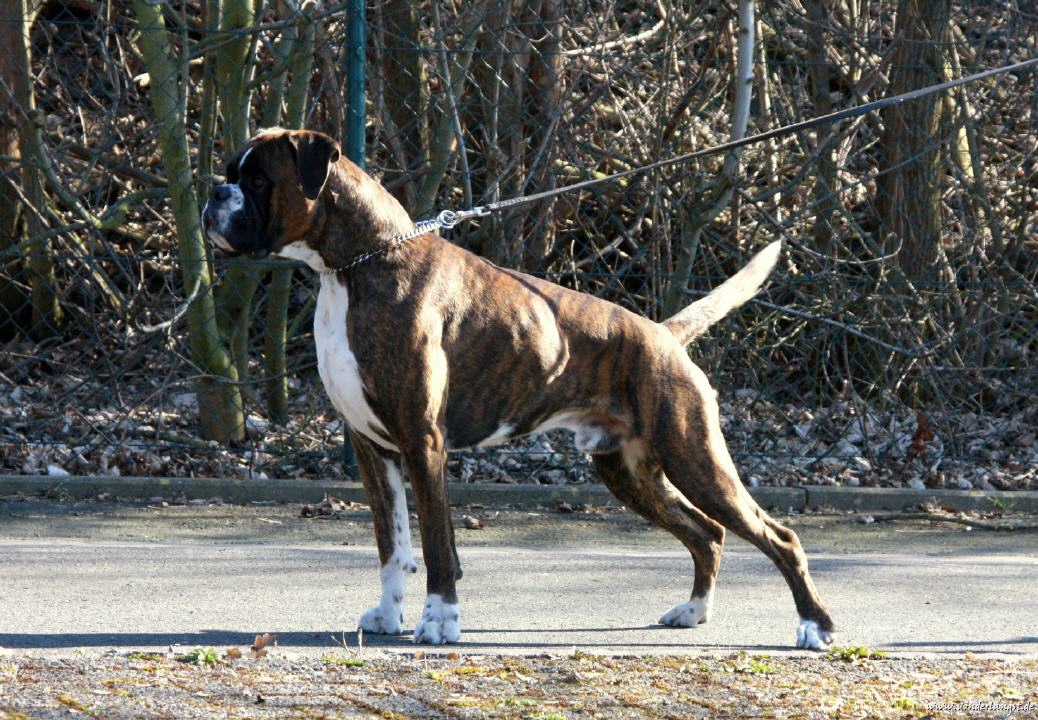 Rocco mit 2 3/4 Jahren